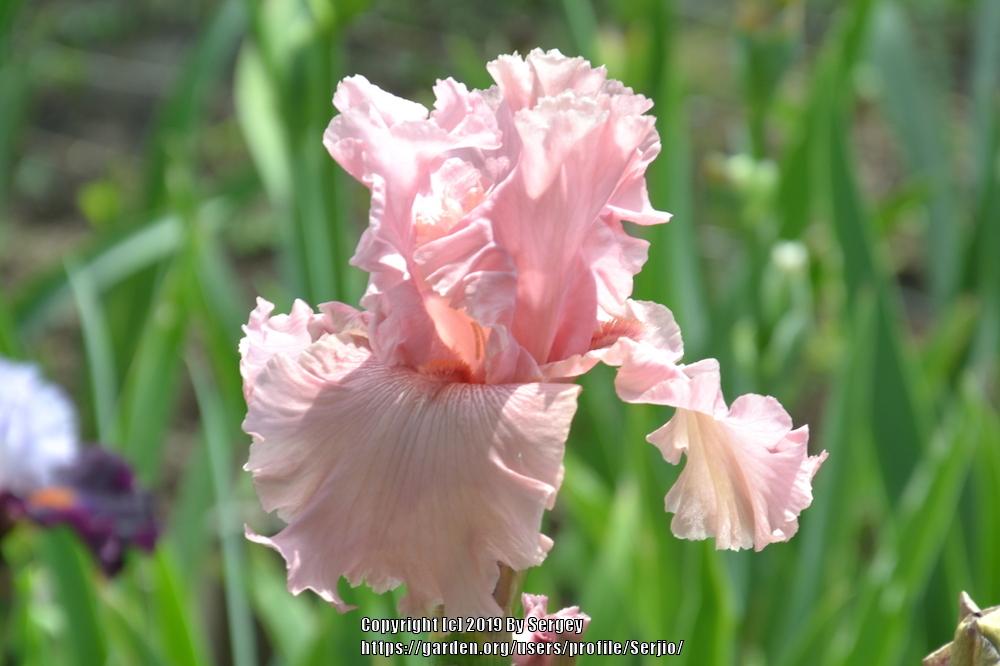 Photo of Tall Bearded Iris (Iris 'Star Appeal') uploaded by Serjio