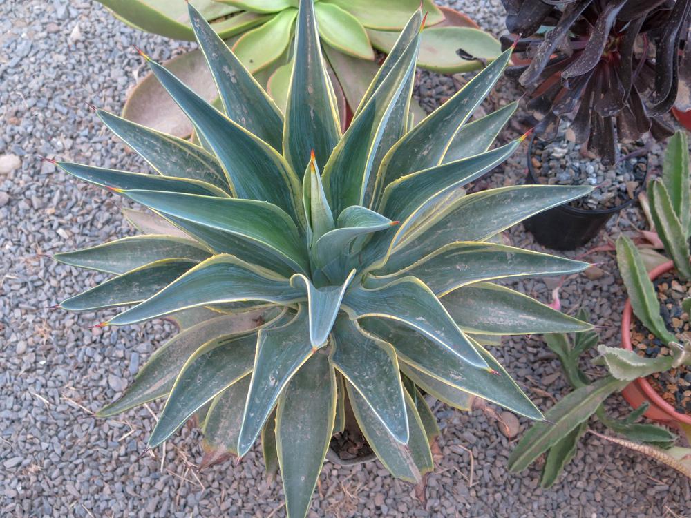 Photo of Smooth Agave (Agave de-meesteriana 'Variegata') uploaded by Baja_Costero