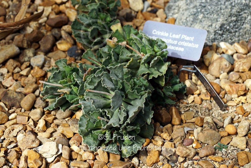 Photo of Crinkle Leaf Plant (Adromischus cristatus) uploaded by DaylilySLP