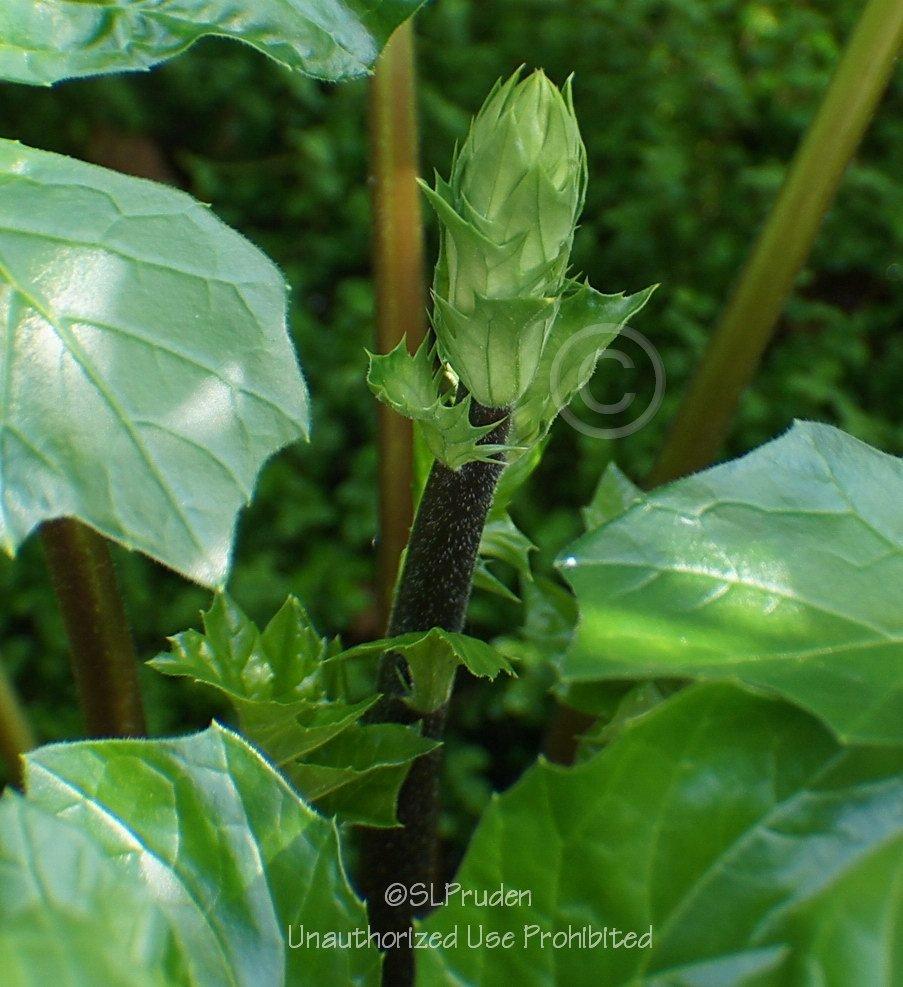 Photo of Bear's Breeches (Acanthus mollis) uploaded by DaylilySLP