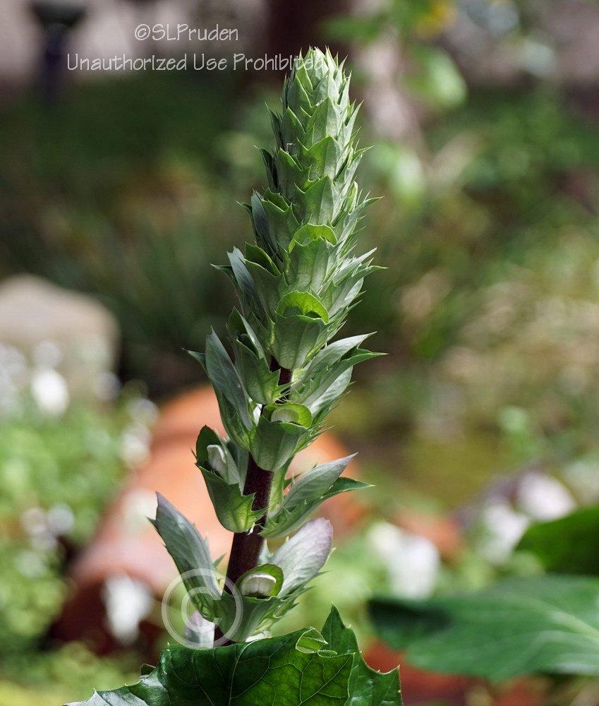 Photo of Bear's Breeches (Acanthus mollis) uploaded by DaylilySLP