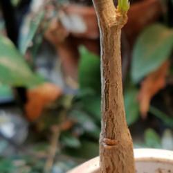 Location: Wilmington, Delaware USA
Date: 2019-02-22
New growth forming on a 1 year old plant