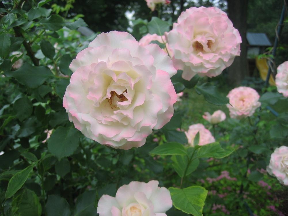 Photo of Rose (Rosa 'Delany Sisters') uploaded by LorettaNJ