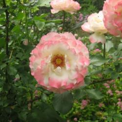 Location: Northern New Jersey
Date: June 2005
One of the best years I had with this rose. My neighbor installed
