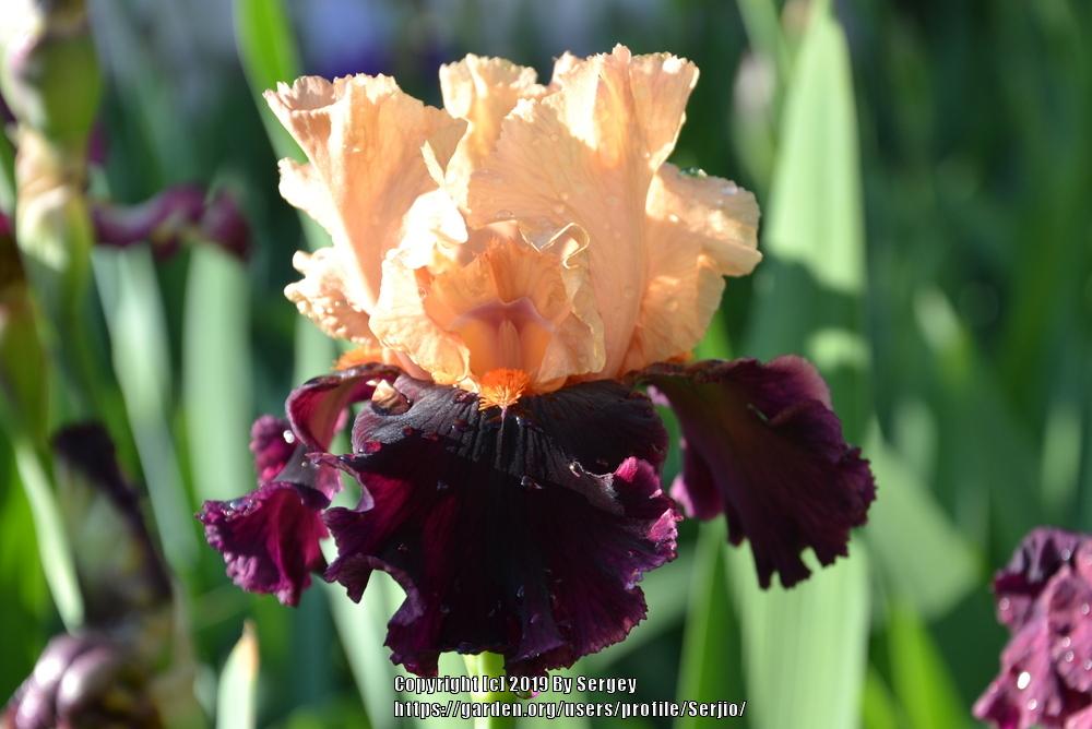 Photo of Tall Bearded Iris (Iris 'Ocelot') uploaded by Serjio