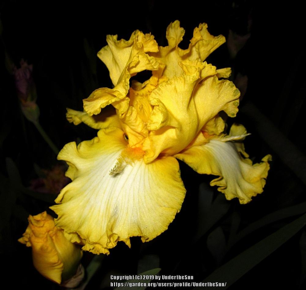 Photo of Tall Bearded Iris (Iris 'It's Magic') uploaded by UndertheSun