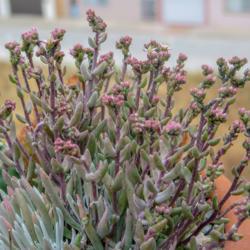 Location: Baja California
Date: 2015-05-05
Unwanted visitors on budding inflorescences