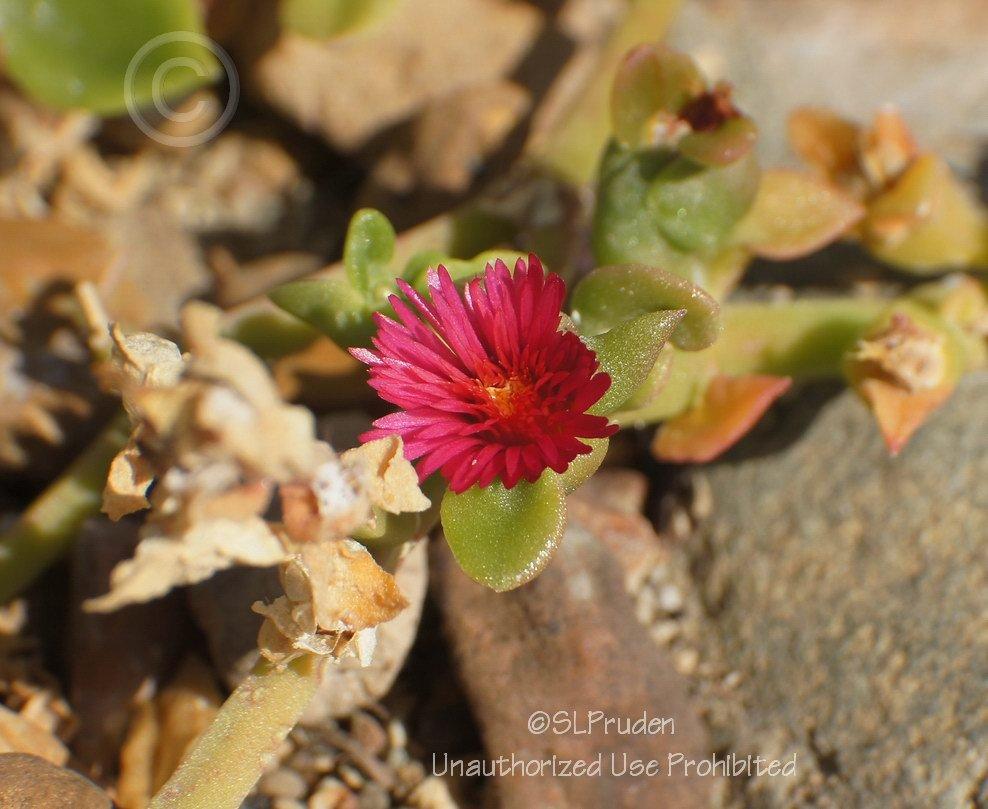 Photo of Baby Sunrose (Mesembryanthemum cordifolium) uploaded by DaylilySLP