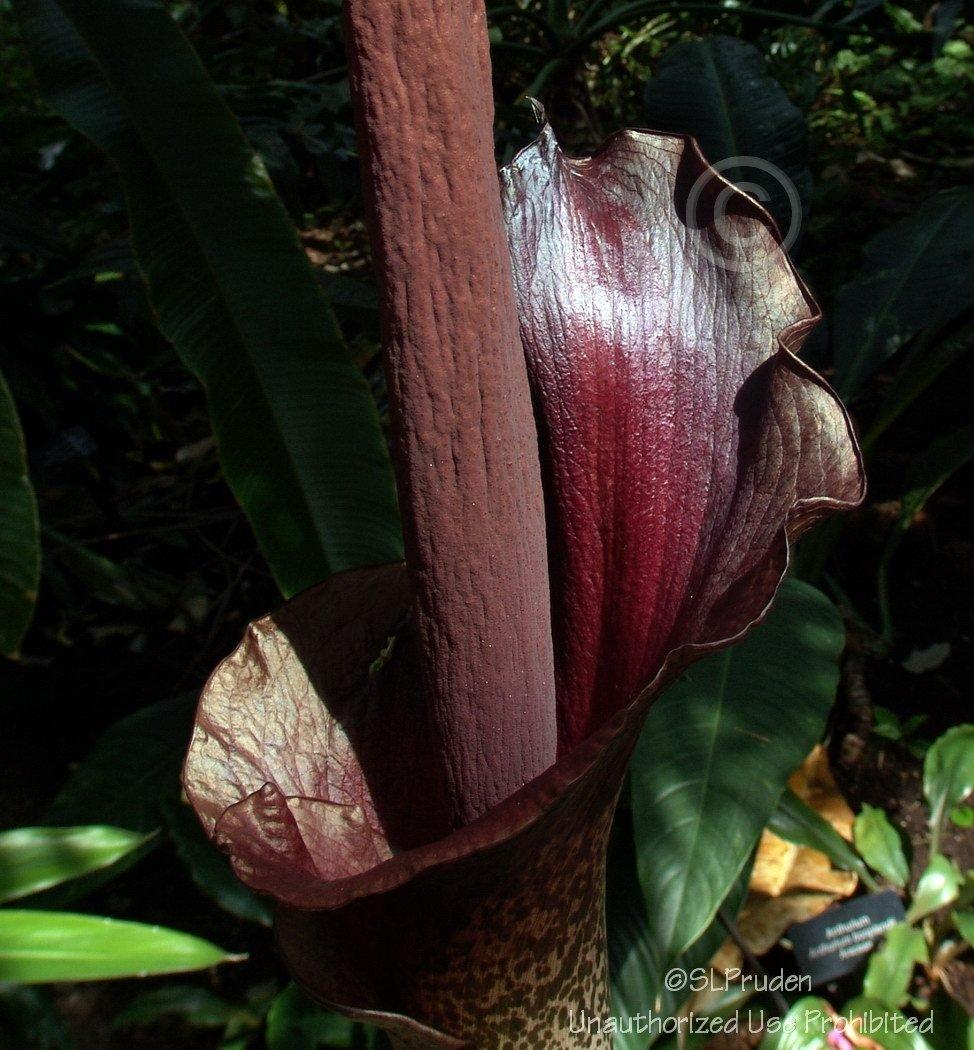 Photo of Voodoo Lily (Amorphophallus konjac) uploaded by DaylilySLP