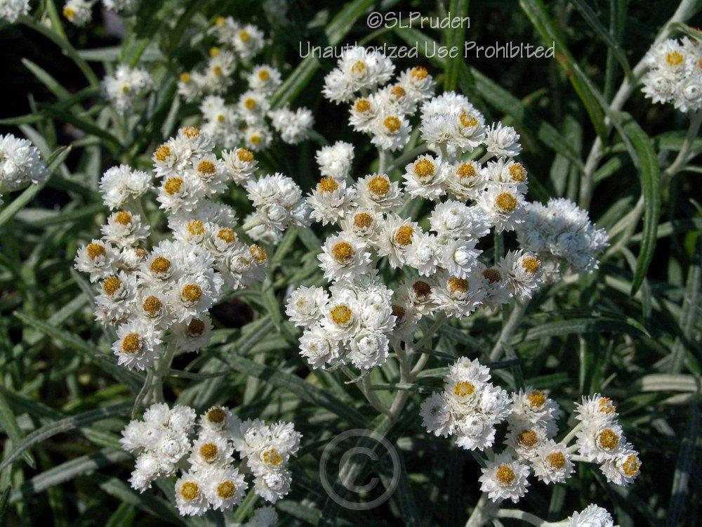 Photo of Pearly Everlasting (Anaphalis margaritacea) uploaded by DaylilySLP