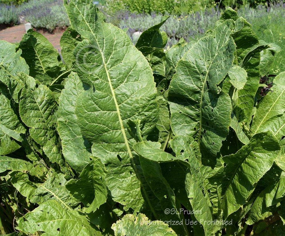 Photo of Horseradish (Armoracia rusticana) uploaded by DaylilySLP