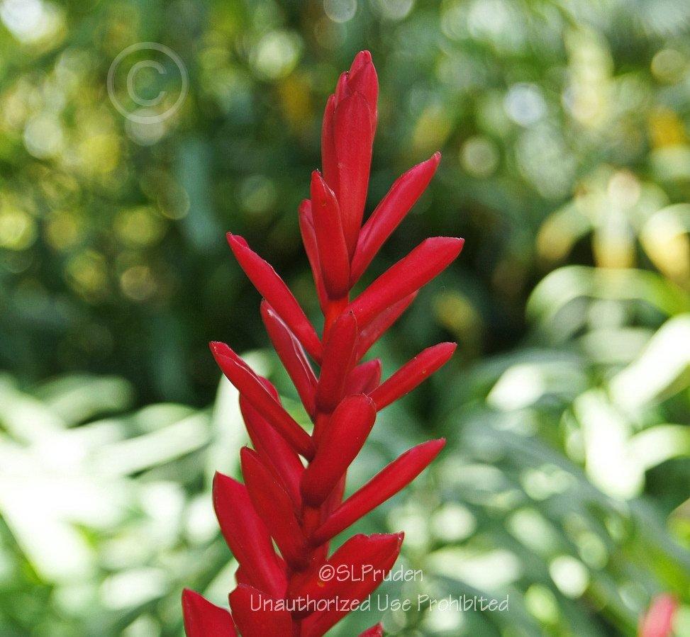 Photo of Red Ginger (Alpinia purpurata) uploaded by DaylilySLP