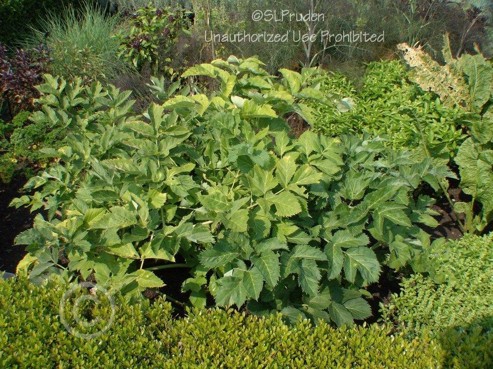 Photo of Garden Angelica (Angelica archangelica) uploaded by DaylilySLP