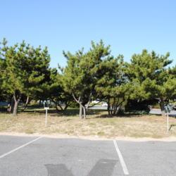 Location: Rehoboth Beach, Delaware
Date: 2012-09-14
a planted group near the beach
