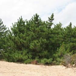 Location: Rehoboth Beach, Delaware
Date: 2009-09-17
trees planted above the beach