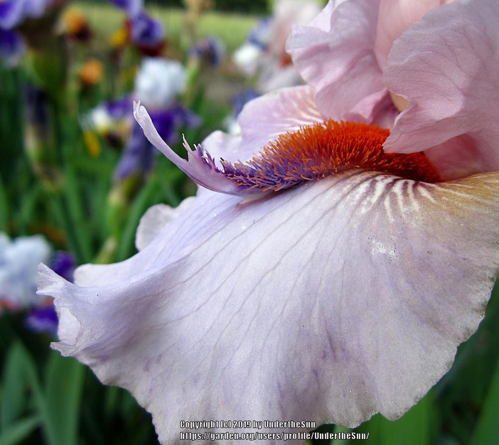 Photo of Tall Bearded Iris (Iris 'Awesome Alex') uploaded by UndertheSun