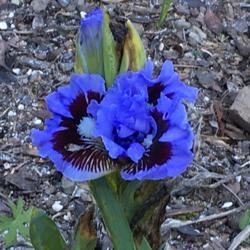 Location: San Rafael, CA
Date: 2019-02-22
Great color, but blooms don't fully open in winter