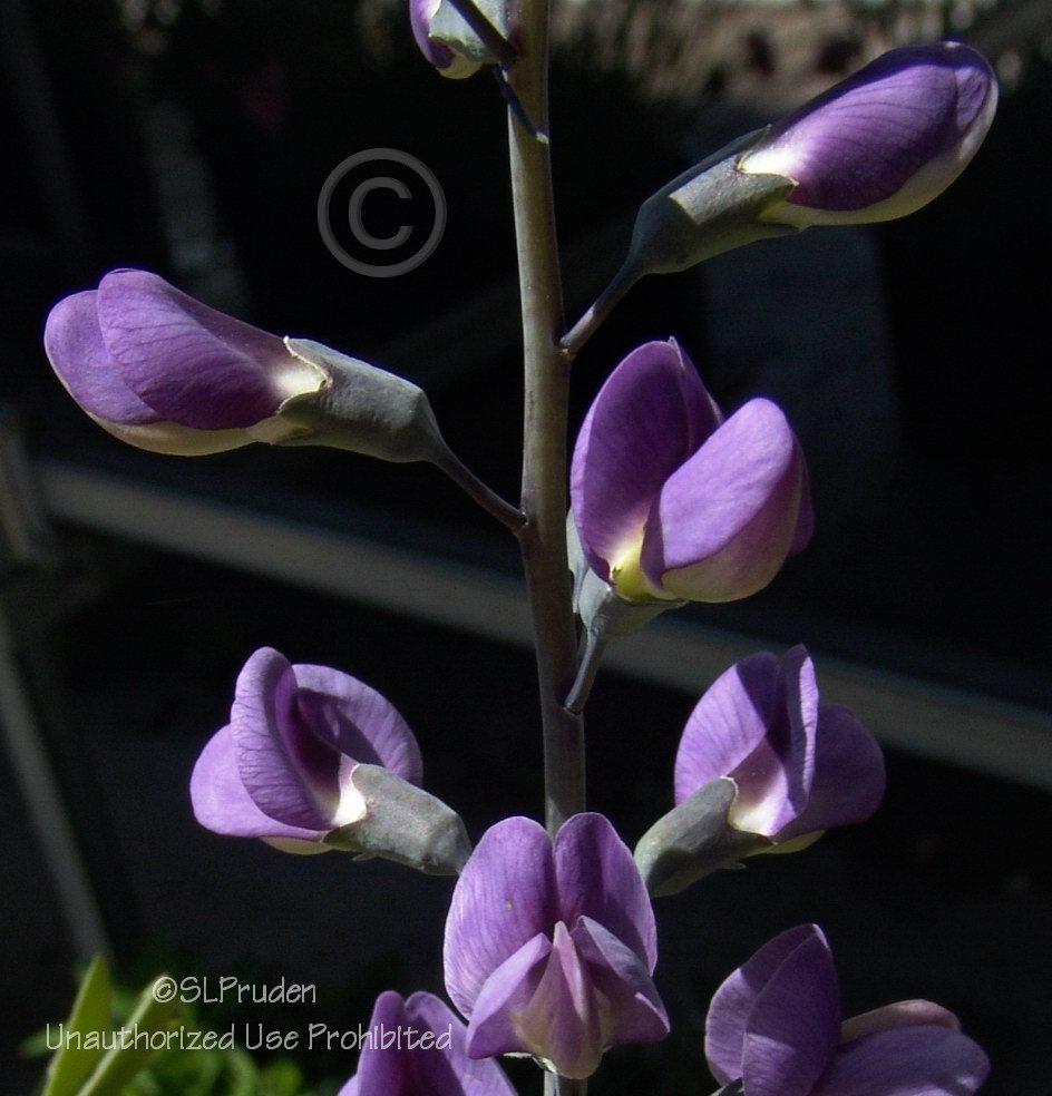 Photo of Wild Indigo (Baptisia 'Purple Smoke') uploaded by DaylilySLP