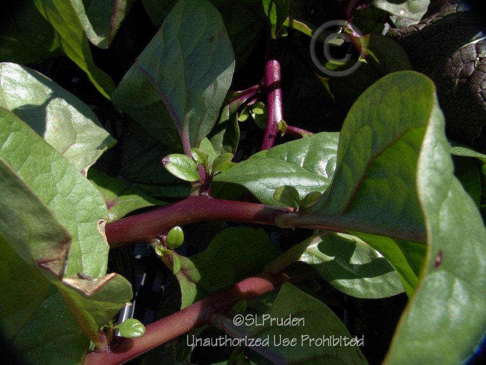 Photo of Malabar Spinach (Basella alba 'Rubra') uploaded by DaylilySLP