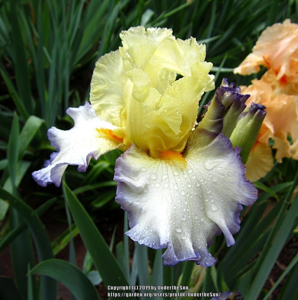 Photo of Tall Bearded Iris (Iris 'Spring Awakening') uploaded by UndertheSun