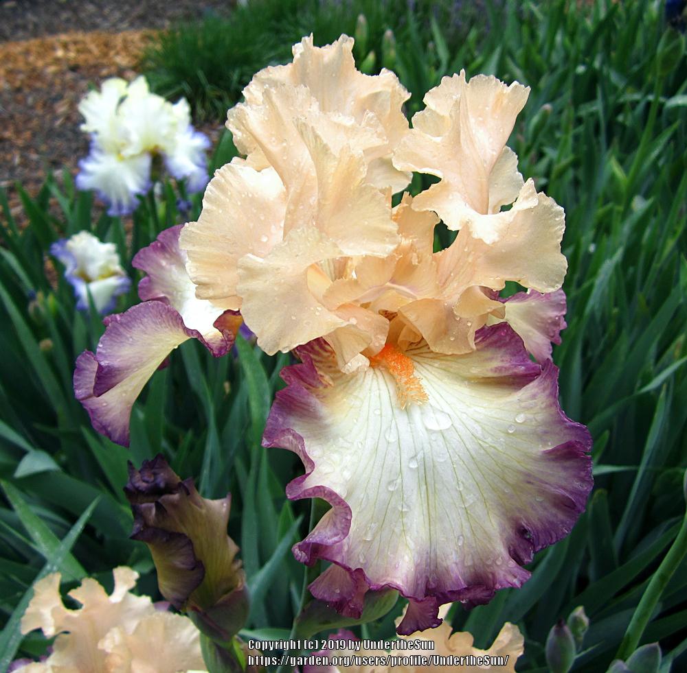 Photo of Tall Bearded Iris (Iris 'Comfortable') uploaded by UndertheSun