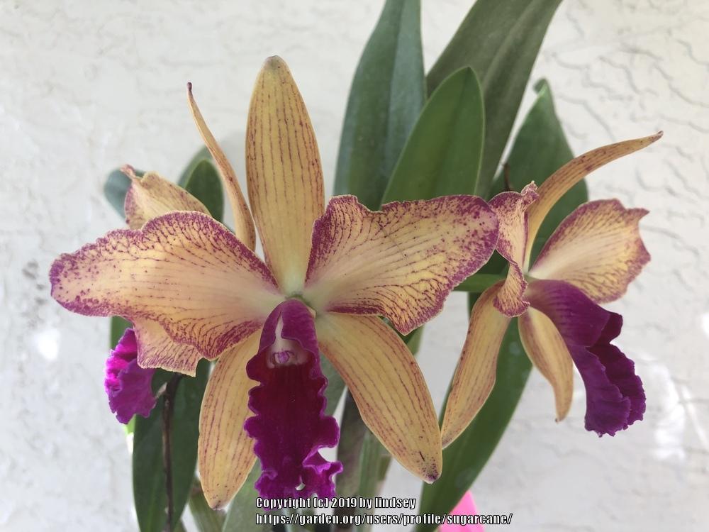 Photo of Orchid (Rhynchobrassoleya Copper Queen) uploaded by sugarcane