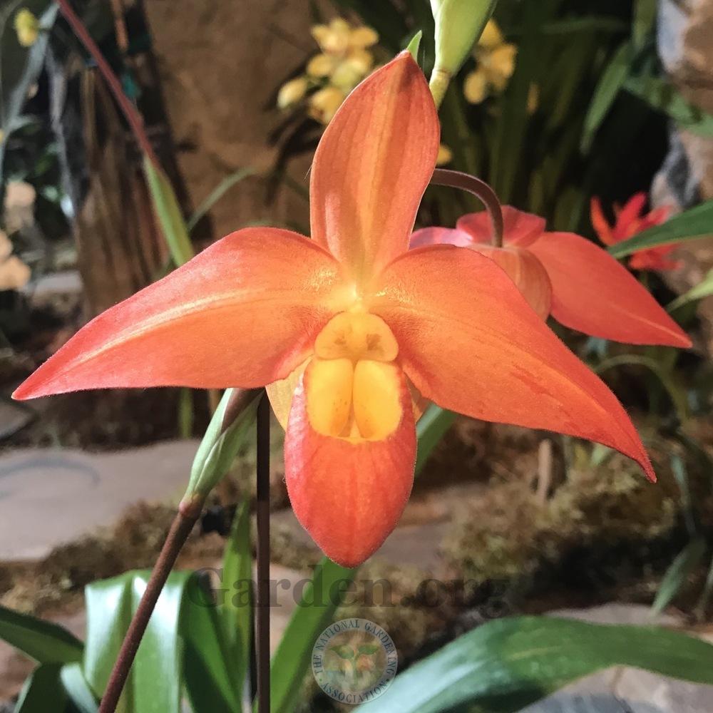Photo of Orchid (Phragmipedium Don Wimber) uploaded by Patty