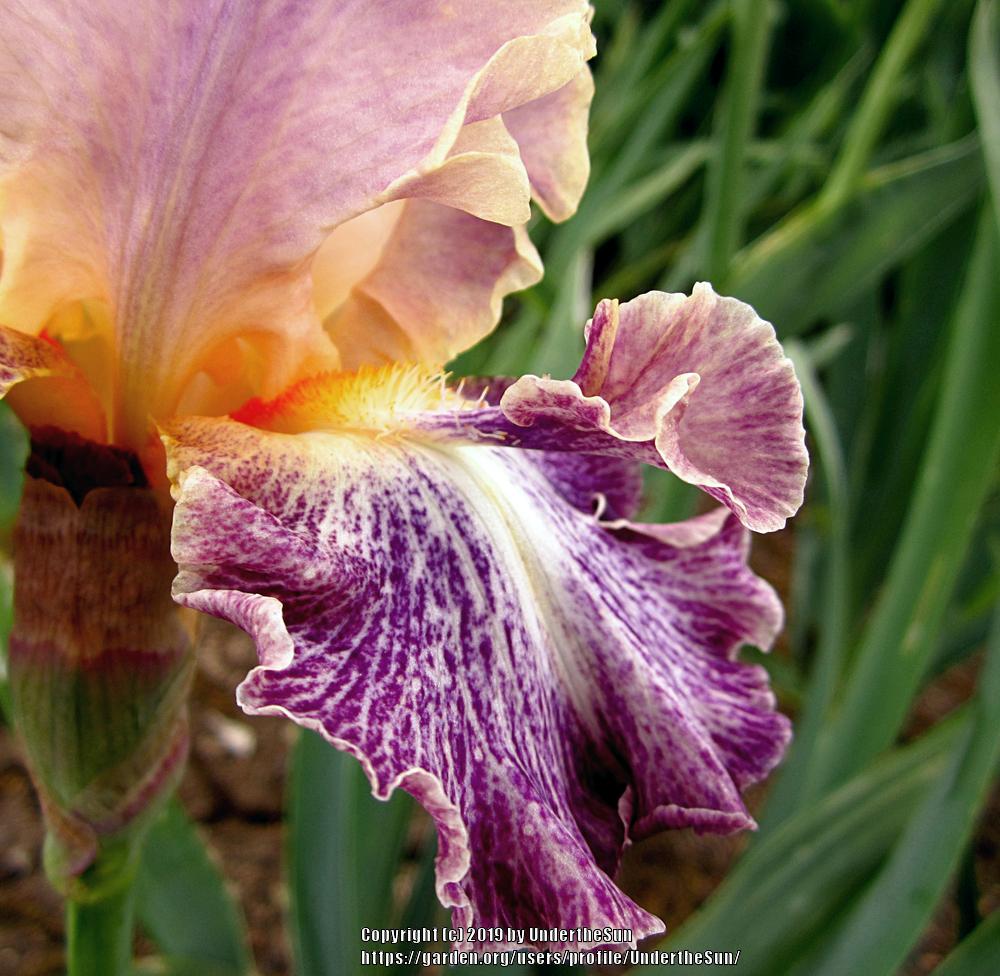 Photo of Tall Bearded Iris (Iris 'Luminager') uploaded by UndertheSun