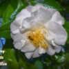 Victory White Camellia 006 text