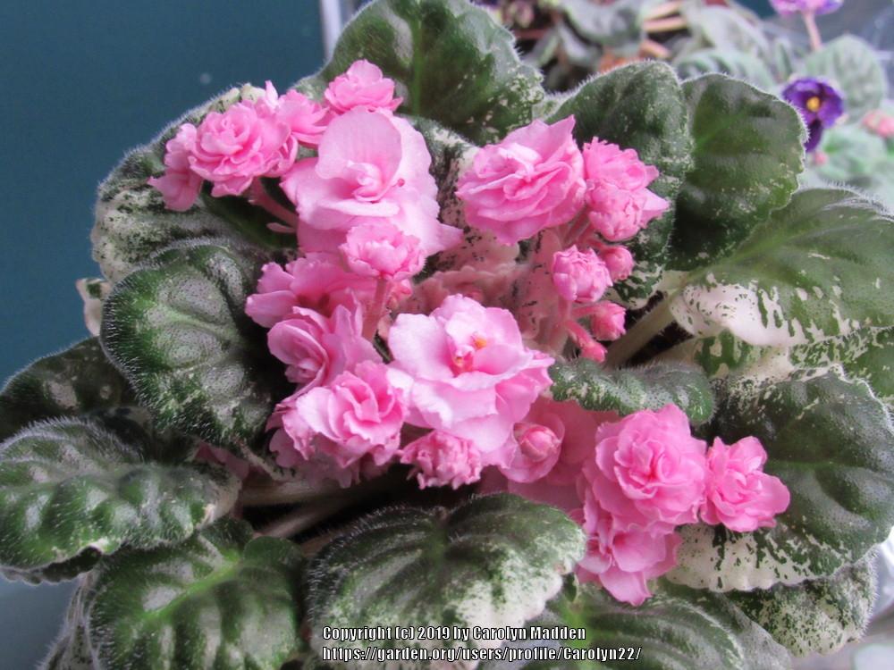 Photo of African Violet (Streptocarpus 'Rose Bouquet') uploaded by Carolyn22