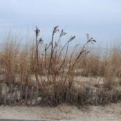 wild specimen in middle of beachgrass