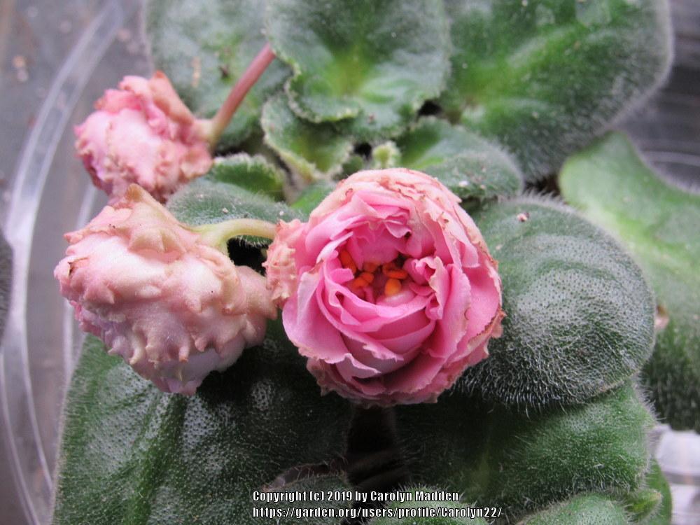 Photo of African Violet (Streptocarpus 'LE Madame Pompadour') uploaded by Carolyn22