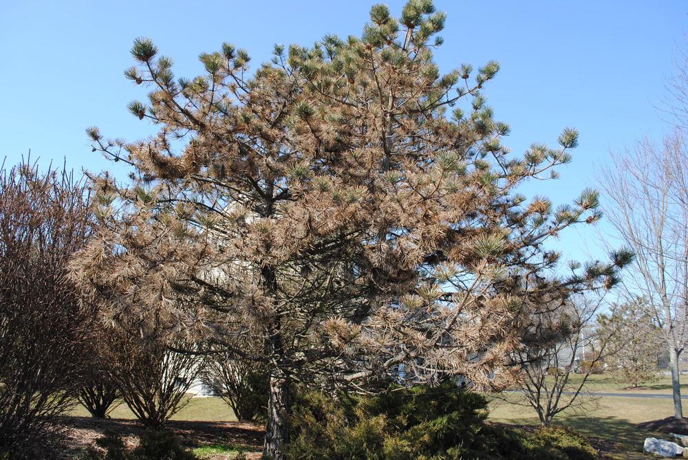 Photo of Austrian Pine (Pinus nigra) uploaded by ILPARW