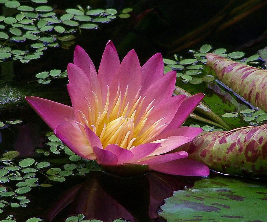 Photo of Tropical Day-Blooming Water Lily (Nymphaea 'Albert Greenberg') uploaded by robertduval14