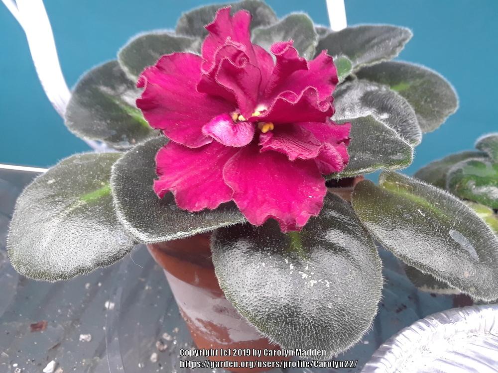Photo of African Violet (Streptocarpus 'LE Fire Flower') uploaded by Carolyn22