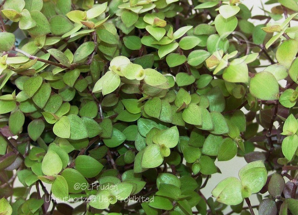 Photo of Inch Plant (Callisia repens) uploaded by DaylilySLP