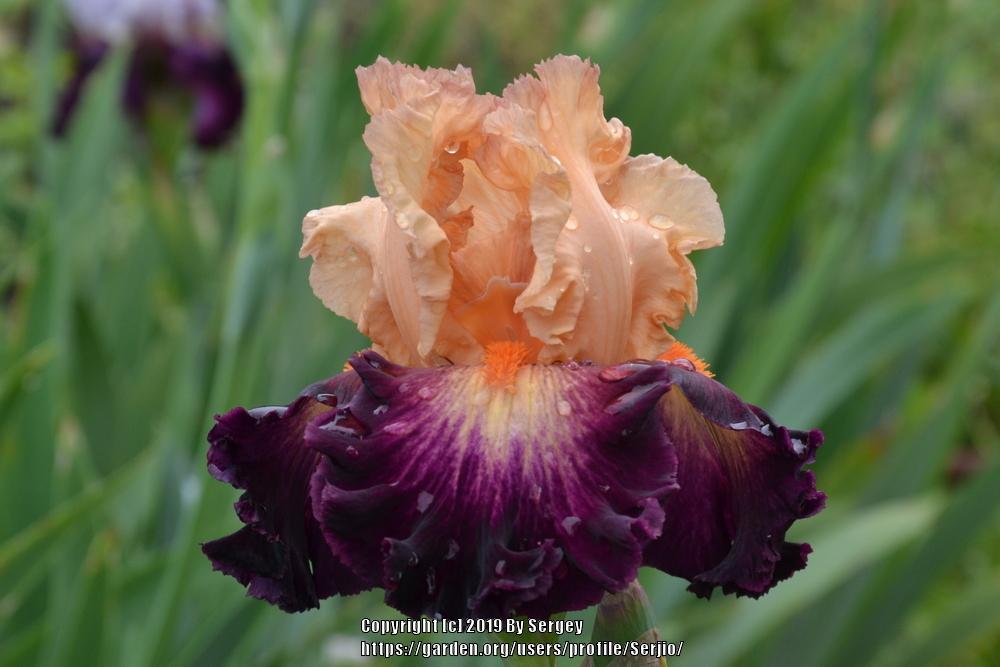 Photo of Tall Bearded Iris (Iris 'Original Art') uploaded by Serjio