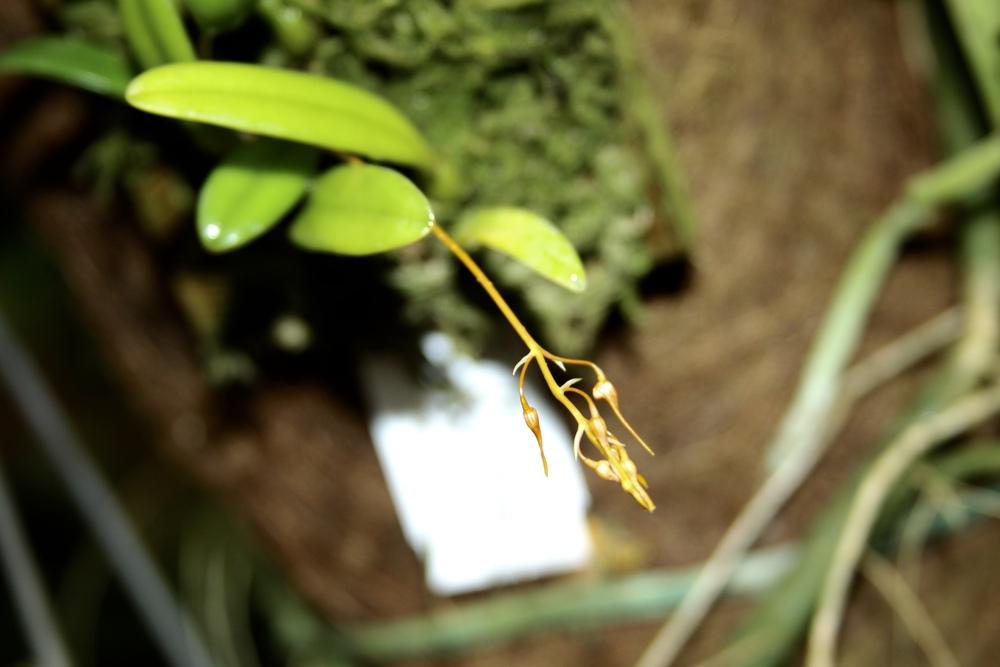 Photo of Orchid (Bulbophyllum taiwanense) uploaded by Gina1960