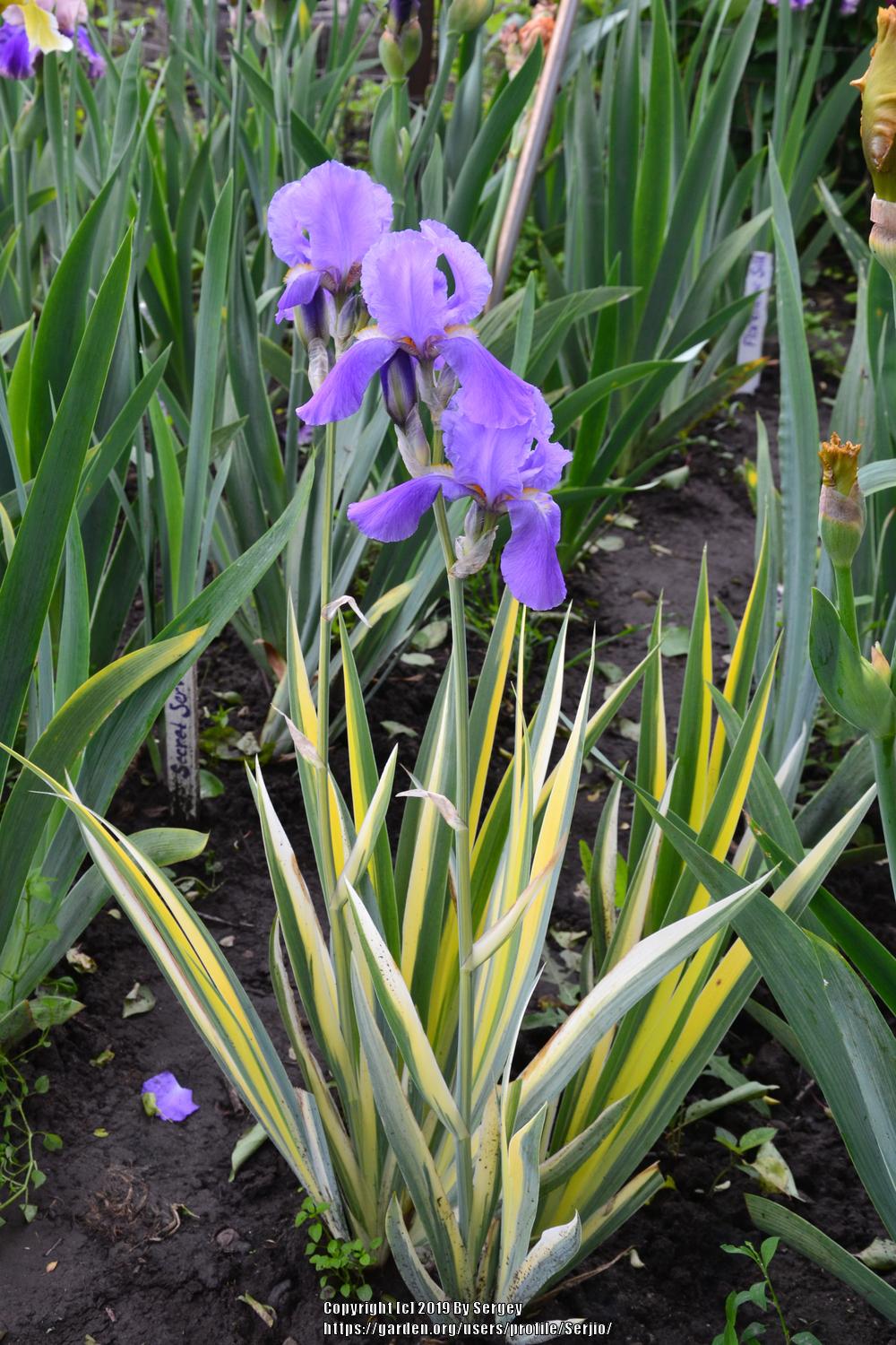 Photo of Species Iris (Iris pallida 'Zebra') uploaded by Serjio