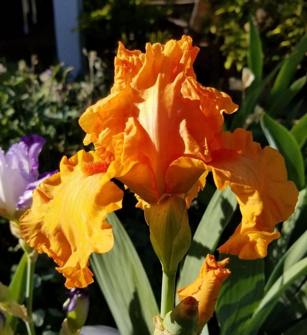 Photo of Tall Bearded Iris (Iris 'Orange King') uploaded by jigs1968