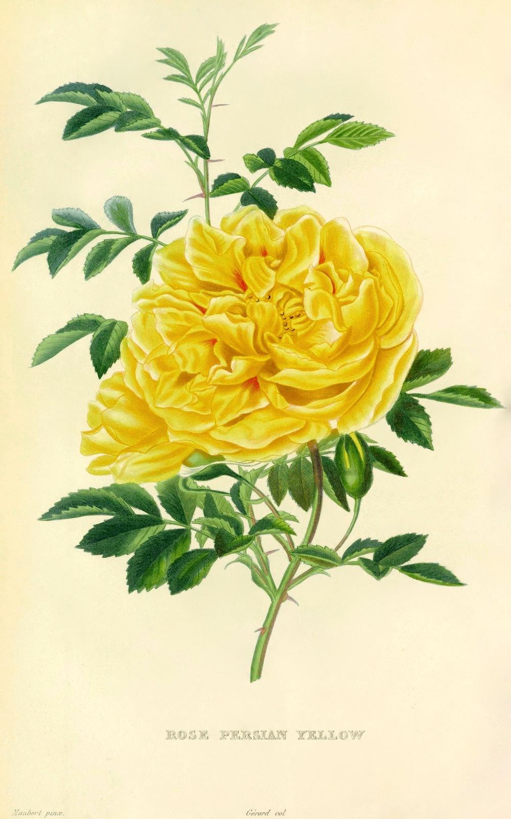 Photo of Species Rose (Rosa foetida f. persiana 'Persian Yellow') uploaded by scvirginia