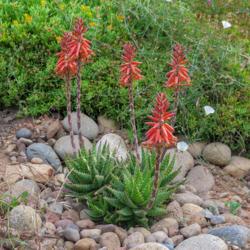 Location: Baja California
Date: 2017-04-19
Aloe erinacea x