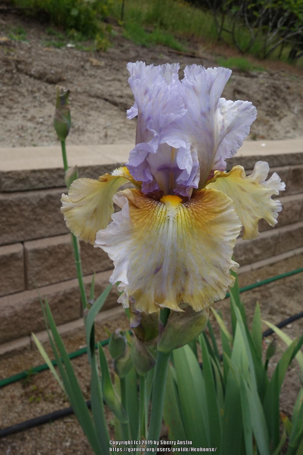 Photo of Tall Bearded Iris (Iris 'Cow Palace') uploaded by Henhouse