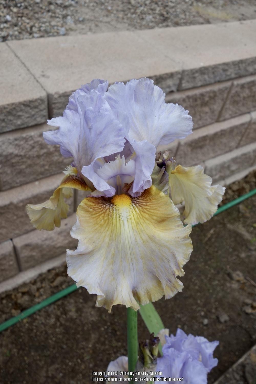 Photo of Tall Bearded Iris (Iris 'Cow Palace') uploaded by Henhouse
