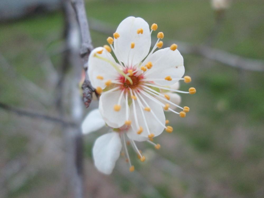 Photo of Mexican Plum (Prunus mexicana) uploaded by christinereid54