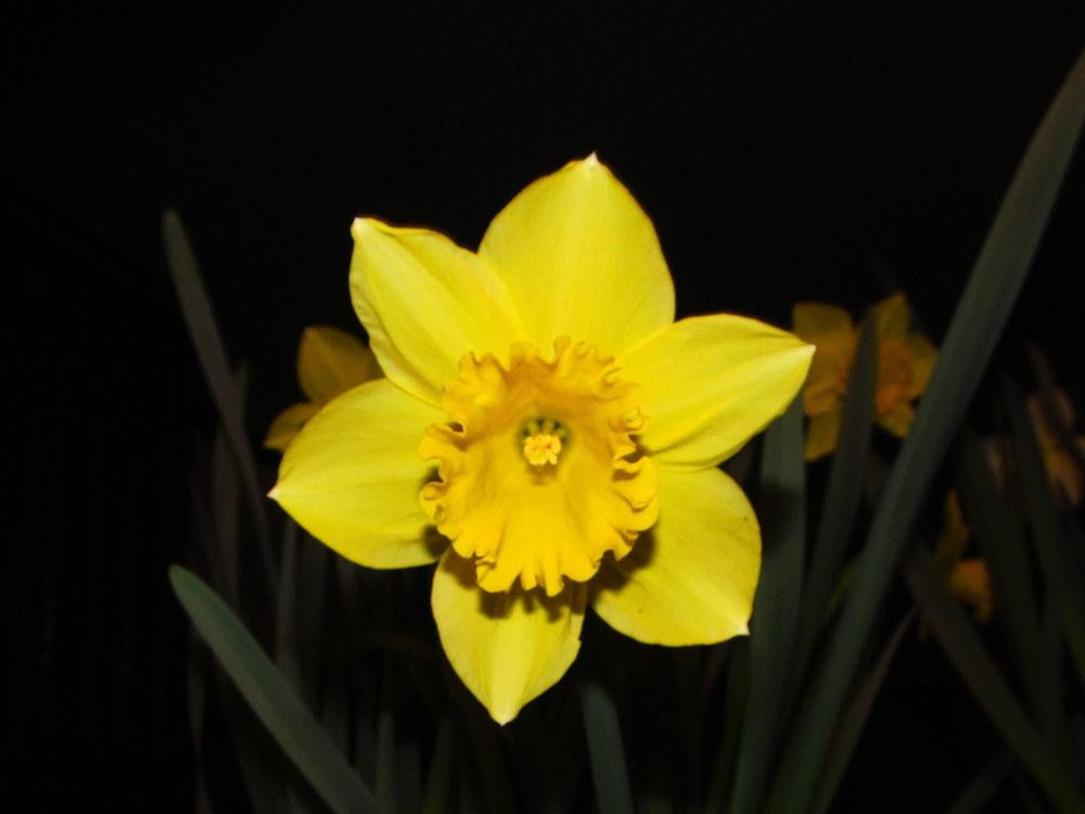 Photo of Large-cupped Daffodil (Narcissus 'Carlton') uploaded by jmorth
