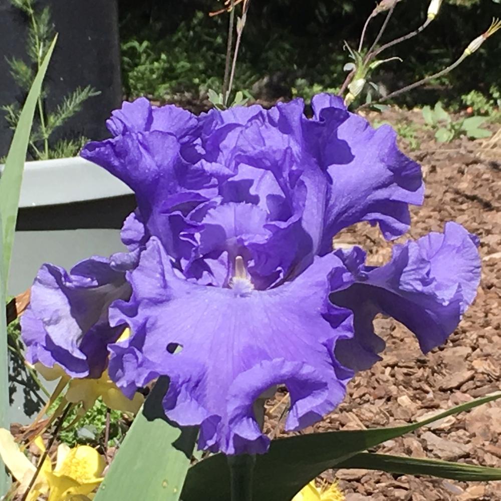 Photo of Tall Bearded Iris (Iris 'Yaquina Blue') uploaded by lilpod13