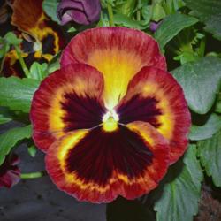 Location: Botanical Gardens of the State of Georgia...Athens, Ga
Date: 2019-03-03
Red And Yellow Pansy 002