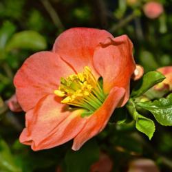 Location: Botanical Gardens of the State of Georgia...Athens, Ga
Date: 2019-03-03
Flowering Quince - Chaenomeles speciosa 013