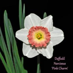 Location: Botanical Gardens of the State of Georgia...Athens, Ga
Date: 2019-03-03
Daffodil - Narcissus Pink Charm 003 text